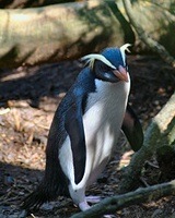 Fiordland Crested Penguin; Foto: Wikimedia Commons