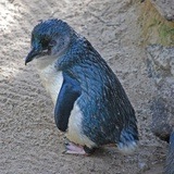 Blue Penguin; Foto: Wikimedia Commons